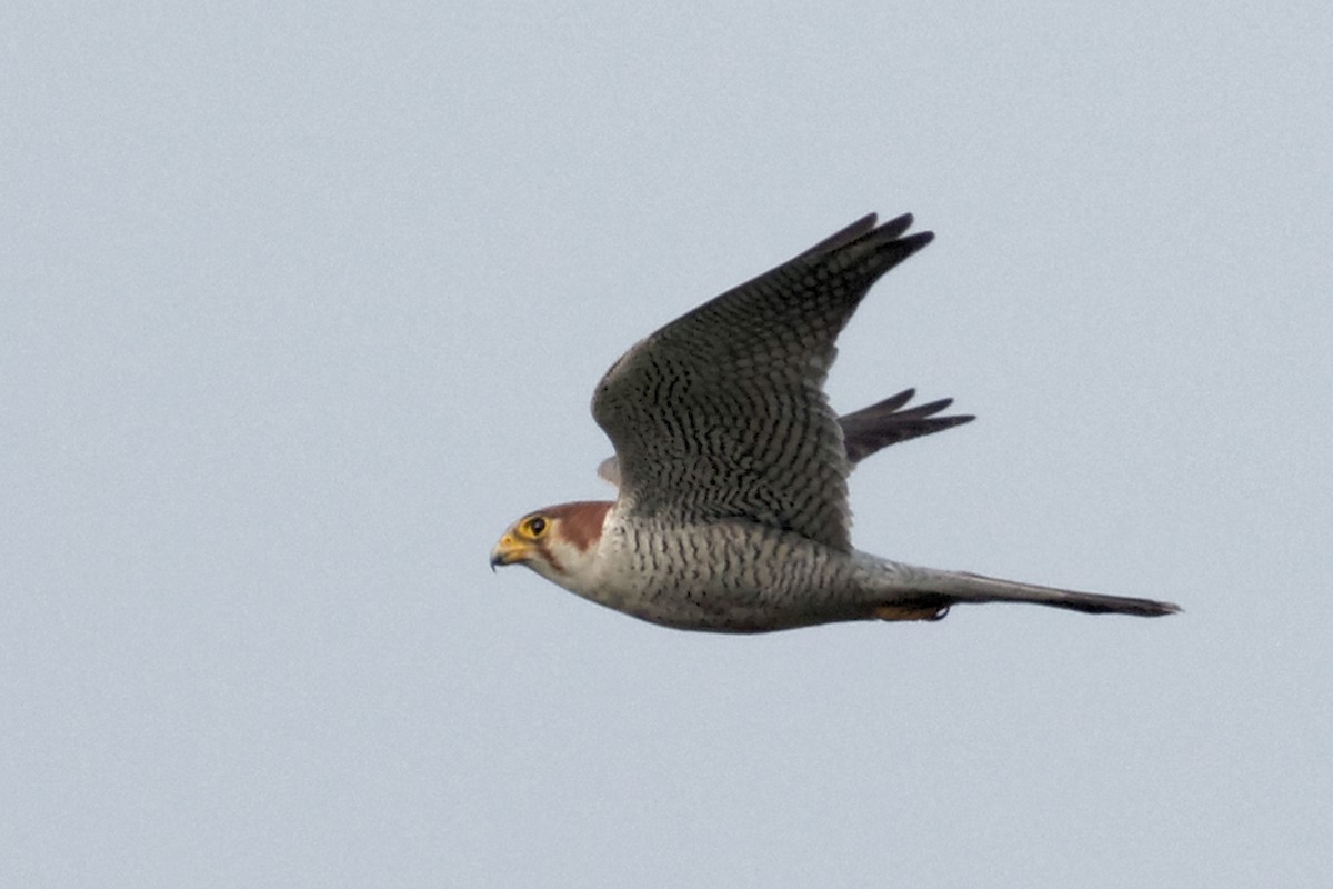 Red-necked Falcon - Able Lawrence