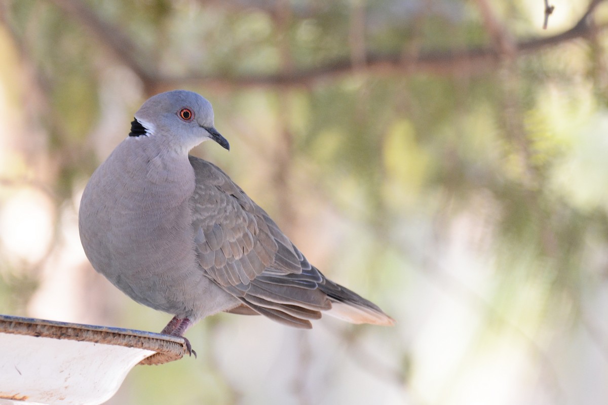 Mourning Collared-Dove - ML84075631
