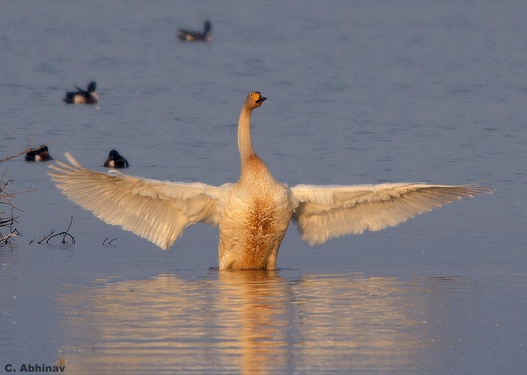 Whooper Swan - C. Abhinav
