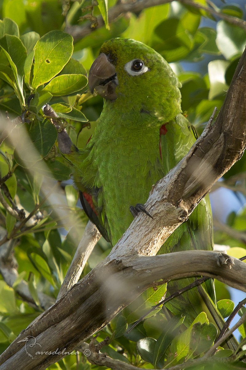 Hispaniolan Parakeet - ML84079841