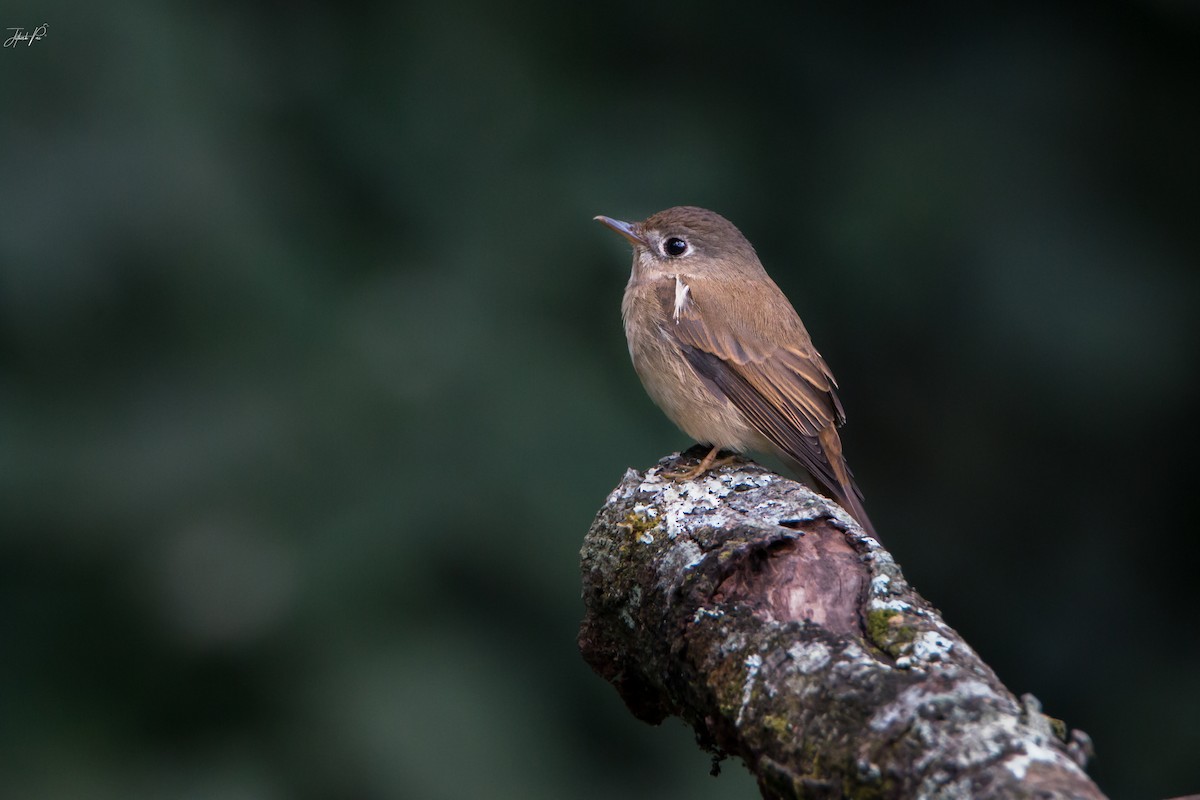 Brown-breasted Flycatcher - ML84080011