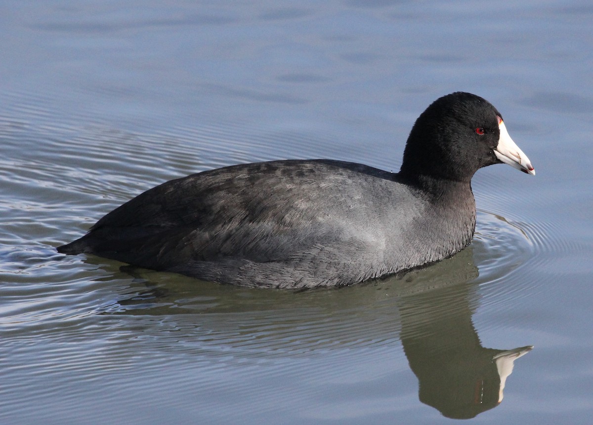 American Coot - Nels Nelson