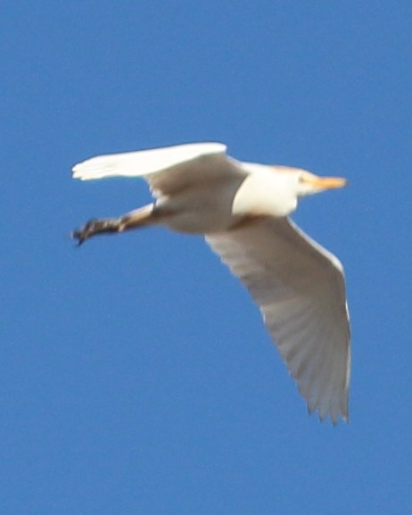 Western Cattle Egret - Anonymous