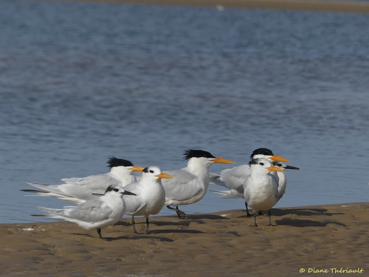 West African Crested Tern - ML84082401