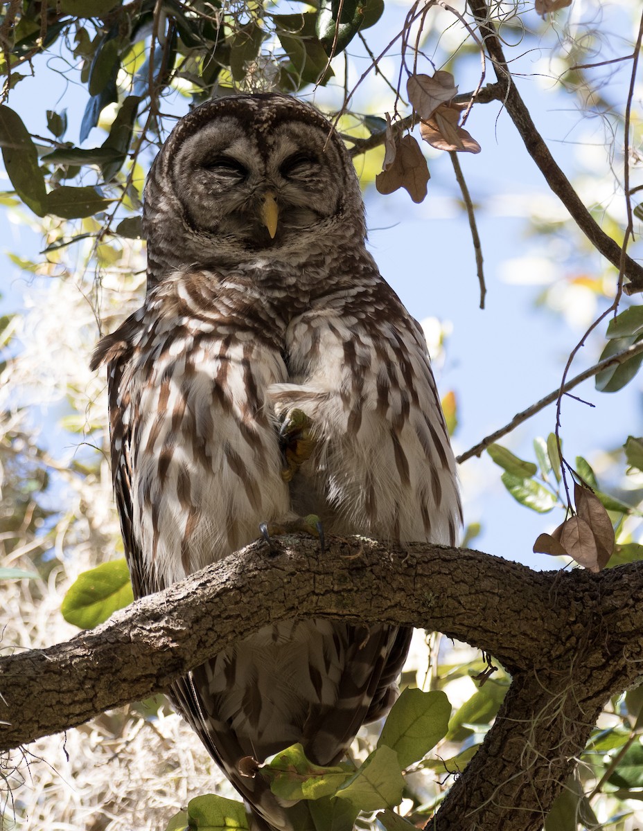 Barred Owl - Lynette Spence