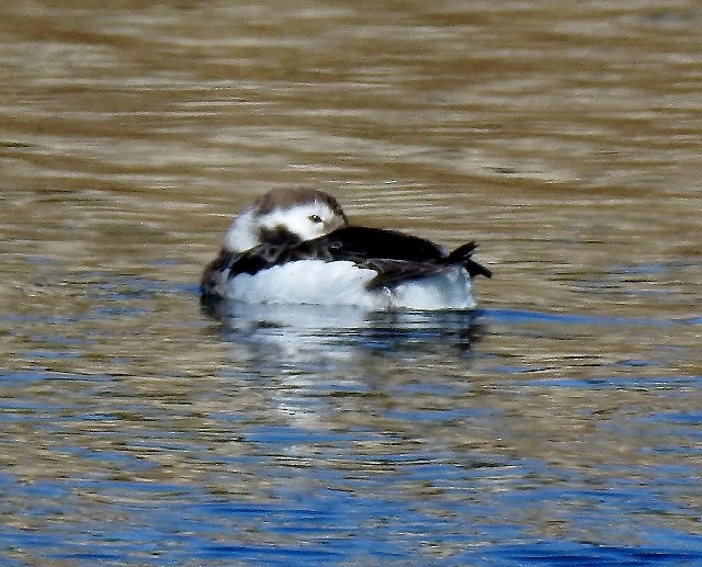 Long-tailed Duck - ML84083491