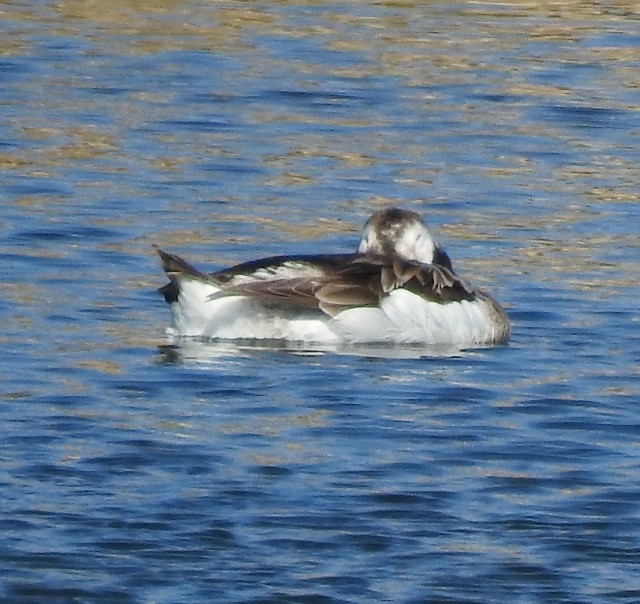 Long-tailed Duck - ML84083521