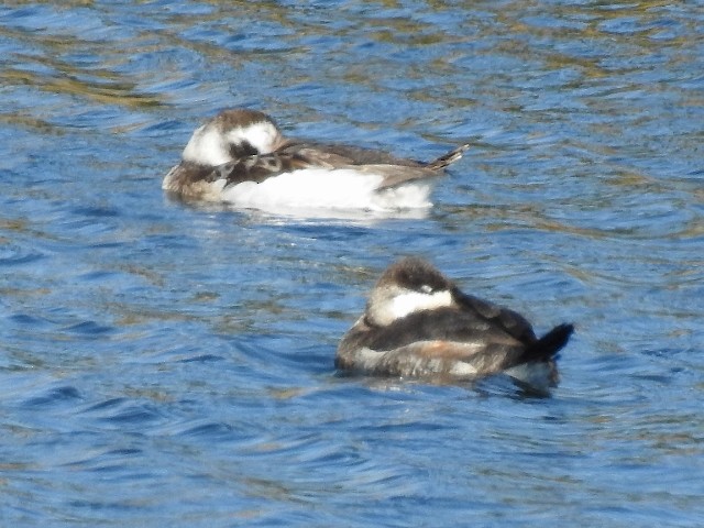 Long-tailed Duck - ML84083561