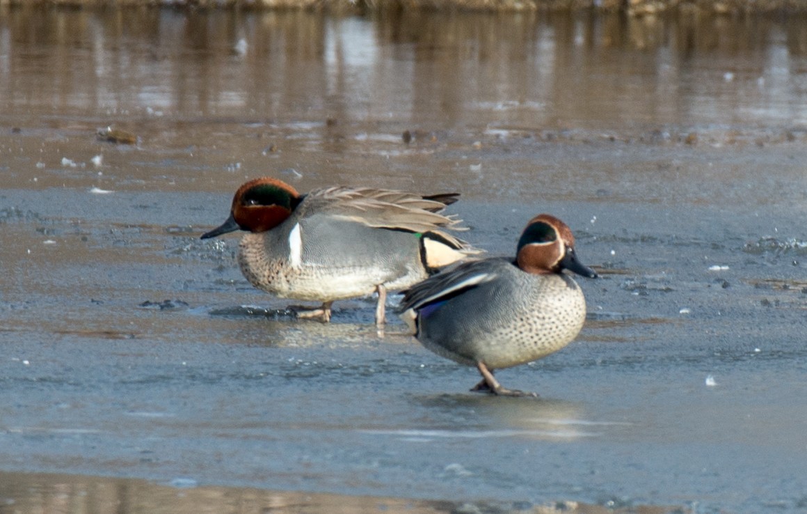Green-winged Teal - Kayann Cassidy
