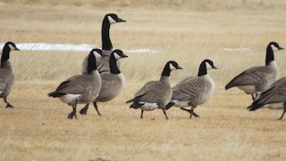 Cackling Goose (Richardson's), ML84085971