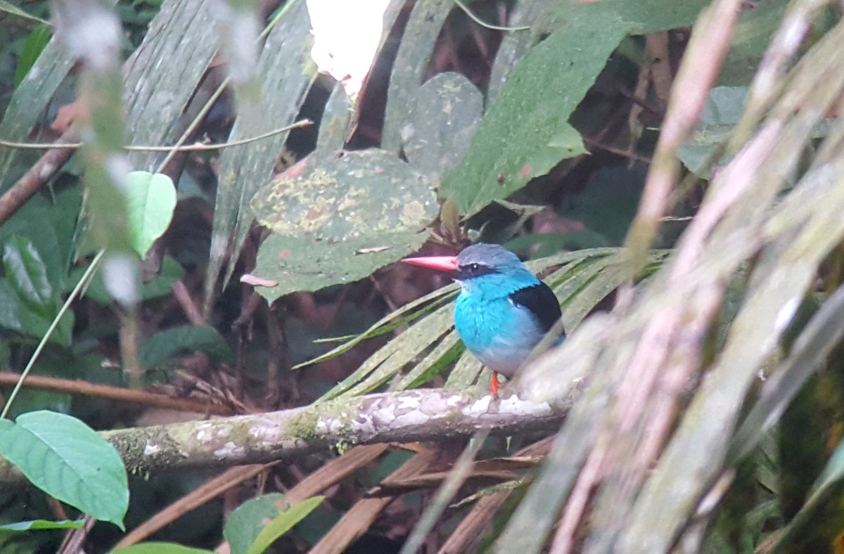 Blue-breasted Kingfisher - ML84087001