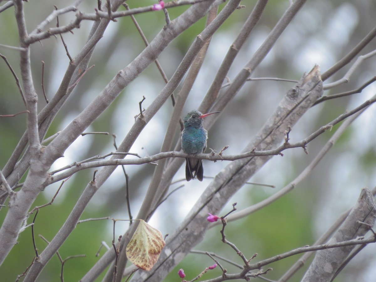 Broad-billed Hummingbird - ML84087671