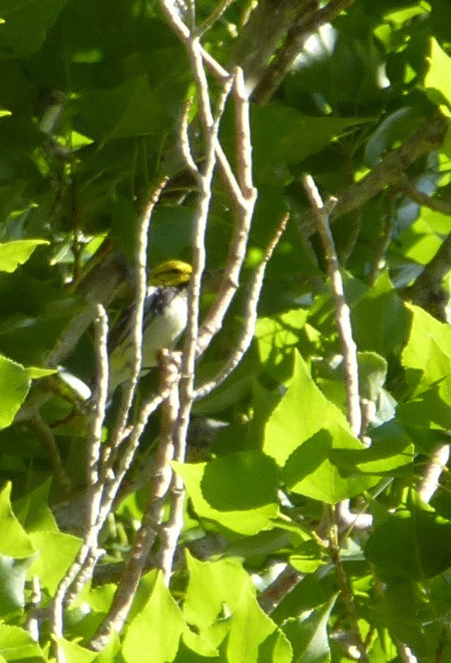 eBird Checklist 1 Jun 2013 Mono Lake County Park 1 species