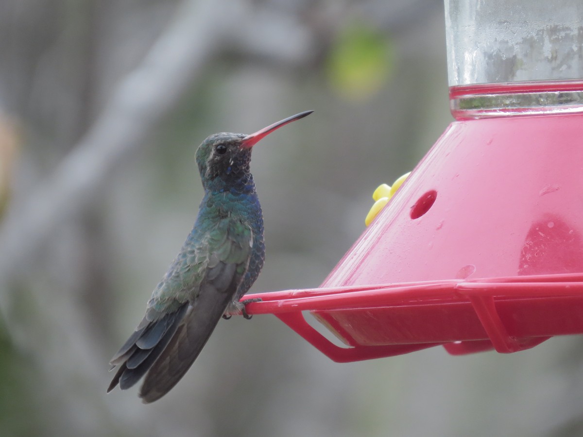 Broad-billed Hummingbird - ML84087741