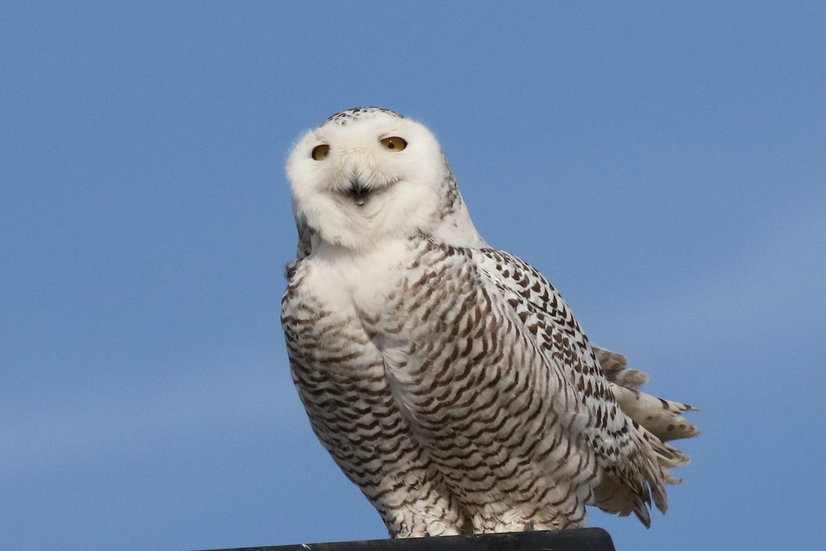 Snowy Owl - Bob Friedrichs