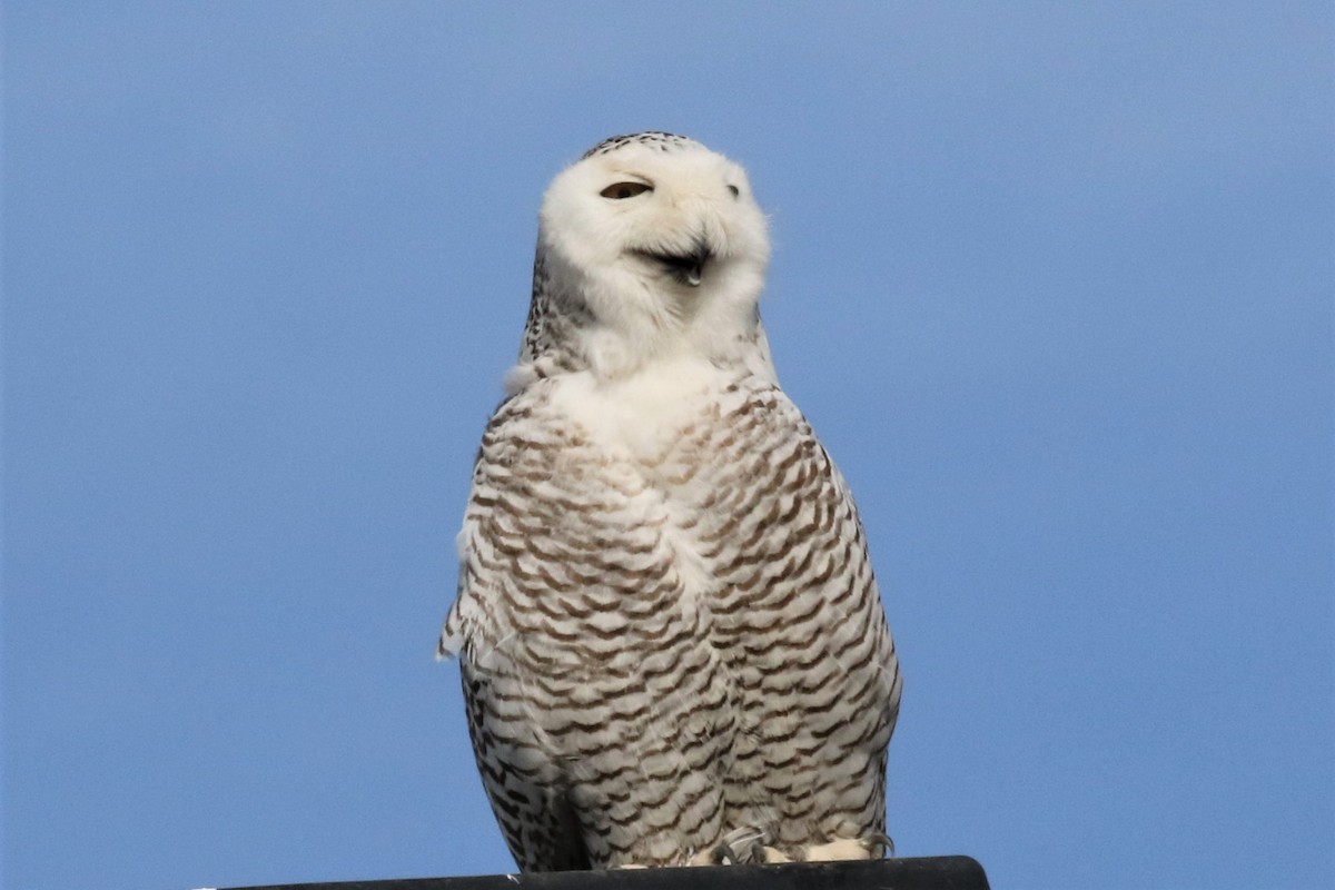 Snowy Owl - ML84090101