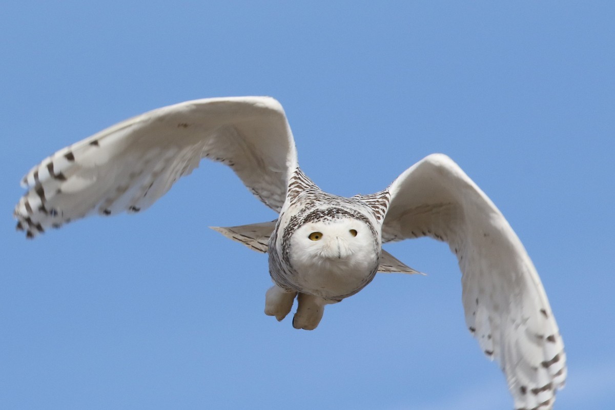 Snowy Owl - ML84090141