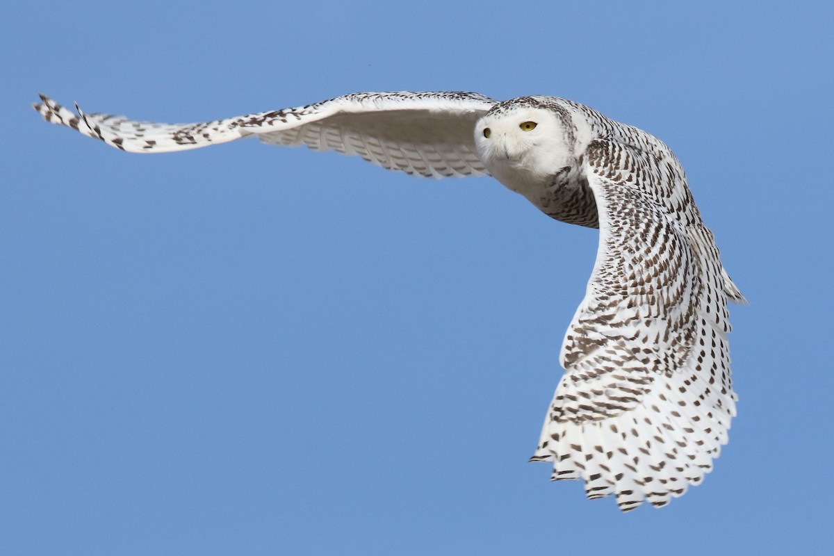 Snowy Owl - ML84090151