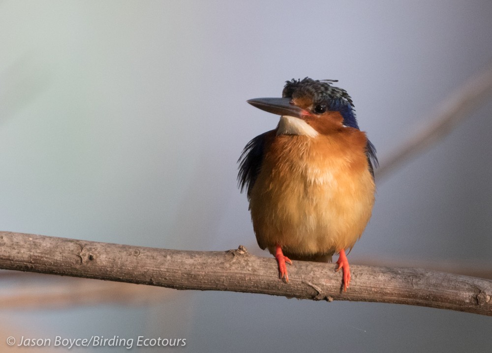 Malagasy Kingfisher - ML84091931