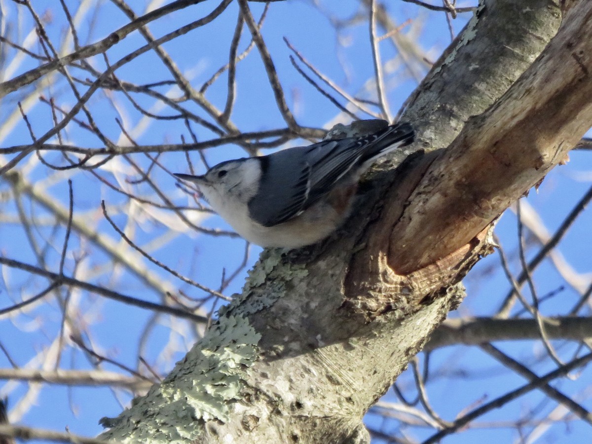 White-breasted Nuthatch - ML84092551