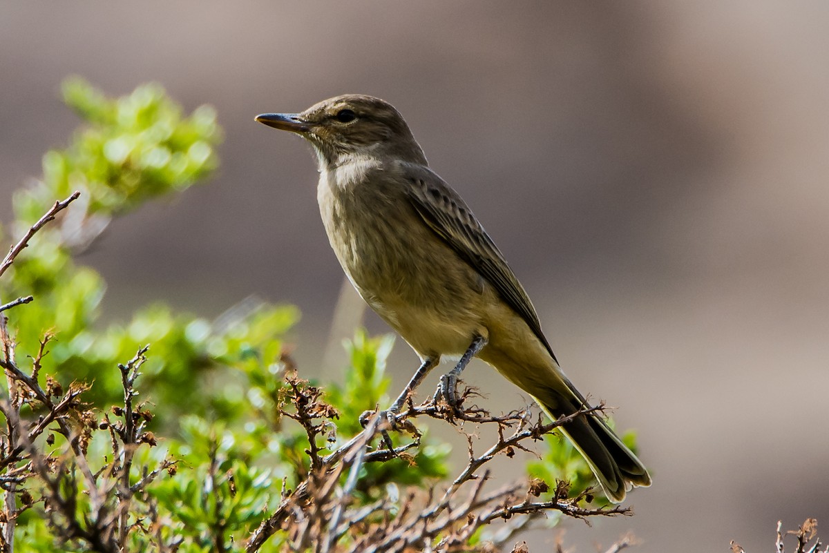 Gray-bellied Shrike-Tyrant (micropterus) - Darío de la Fuente