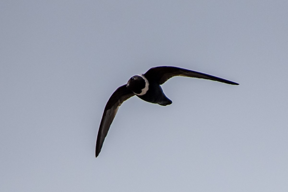 White-collared Swift - Darío de la Fuente - Chilean Nature