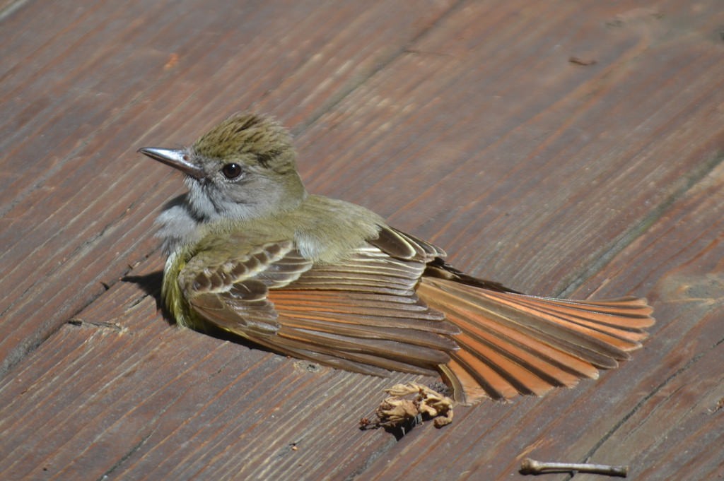 Great Crested Flycatcher - Andrew Rapp