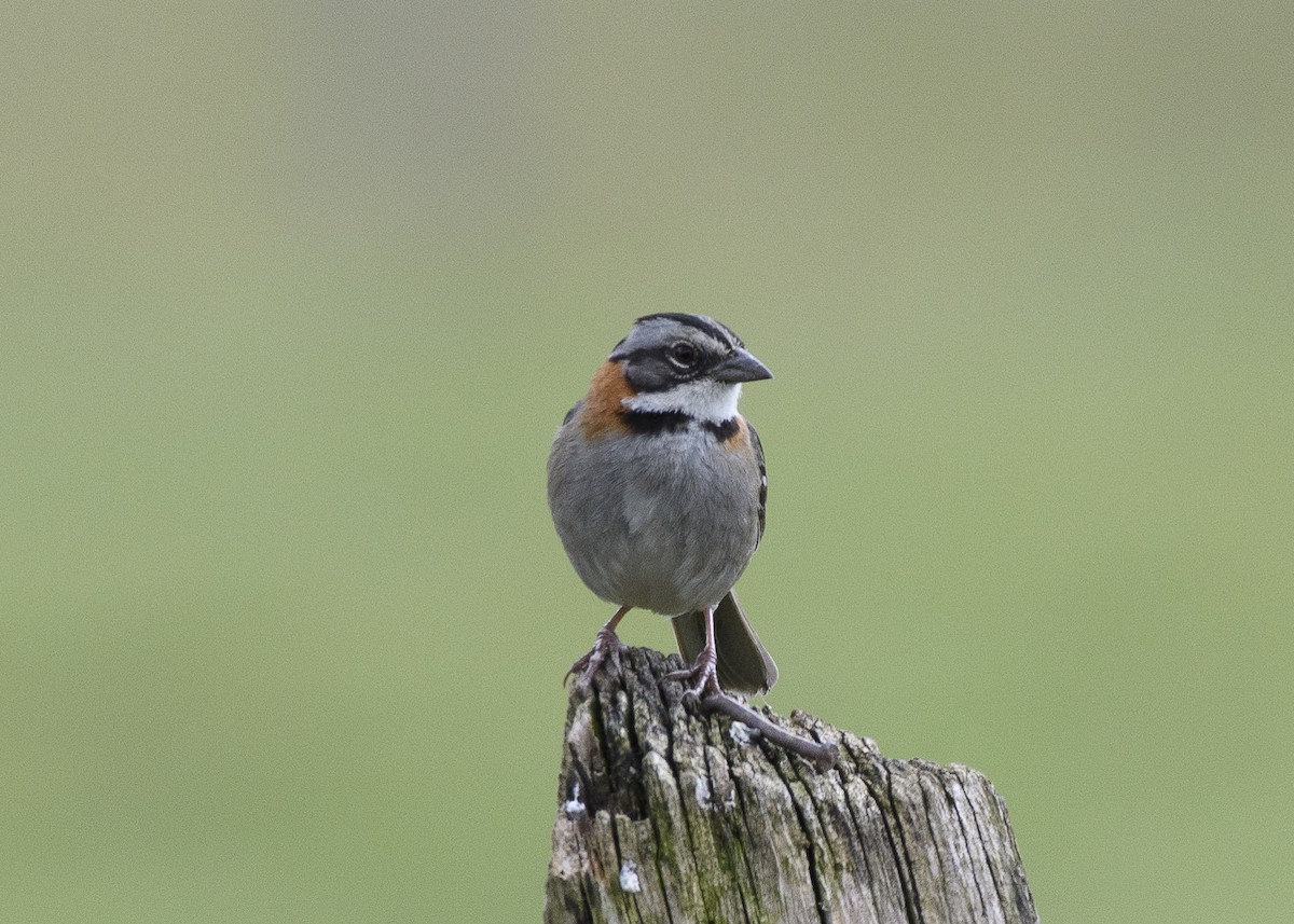 Rufous-collared Sparrow - Anthony Kaduck