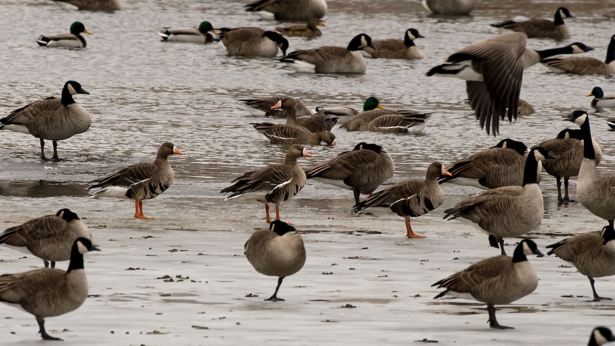 Greater White-fronted Goose - Charlie Shields
