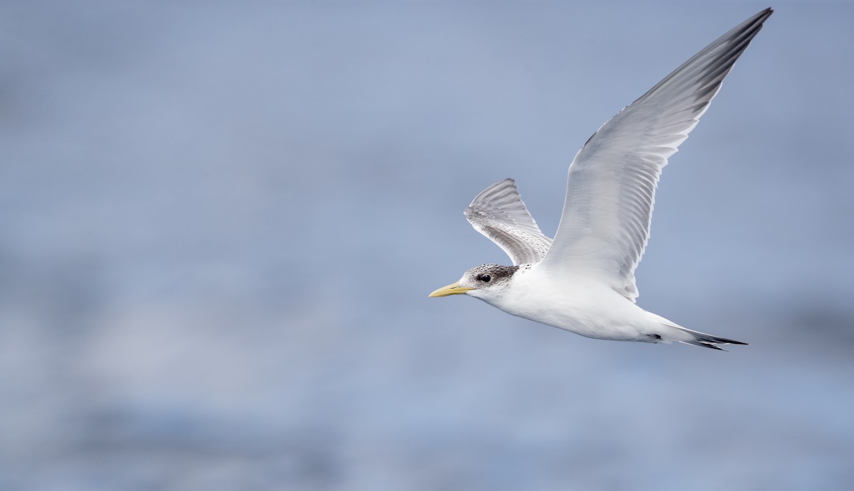 Great Crested Tern - ML84096901