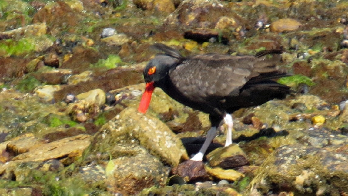 Blackish Oystercatcher - Fred Peters