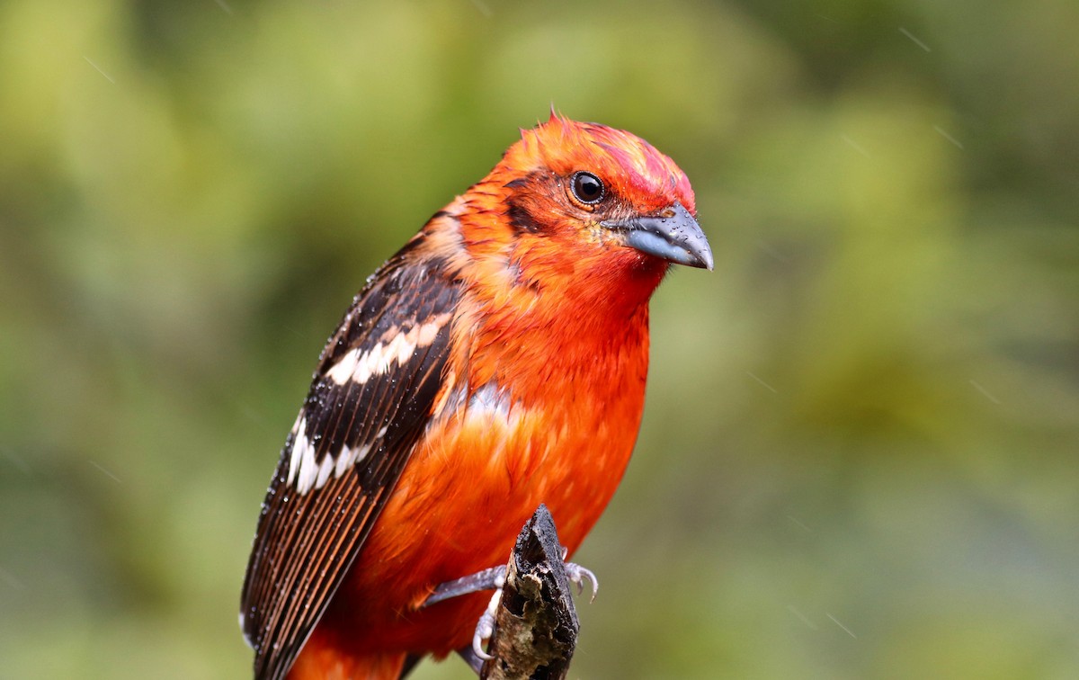 Flame-colored Tanager - ML84097801