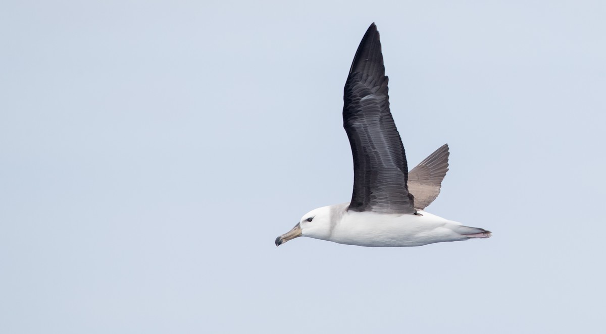 Black-browed Albatross (Black-browed) - Ian Davies