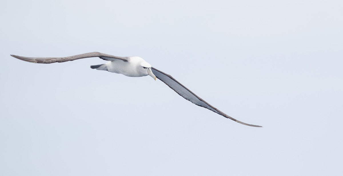 White-capped Albatross - ML84101521