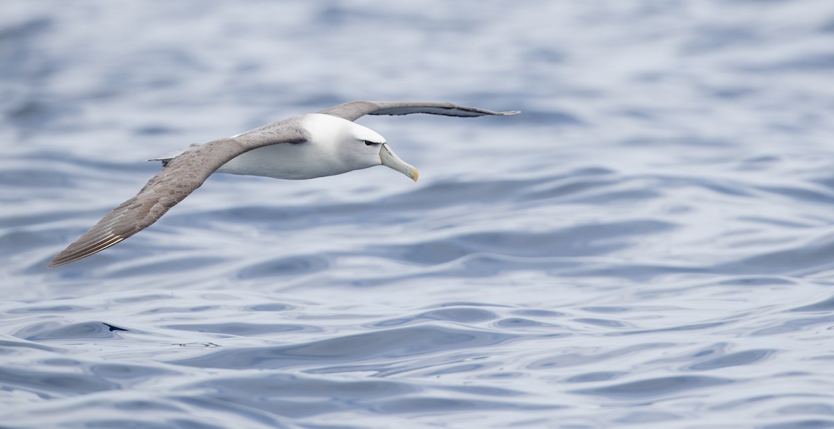 White-capped Albatross - ML84101531