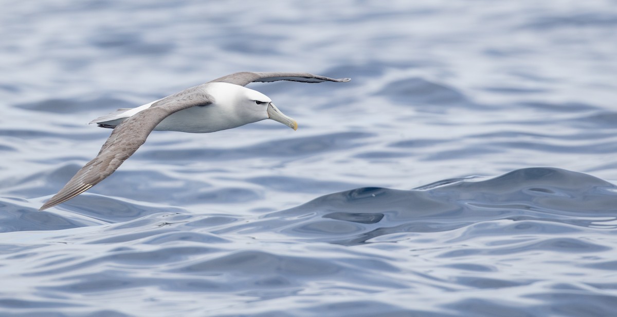 White-capped Albatross - Ian Davies