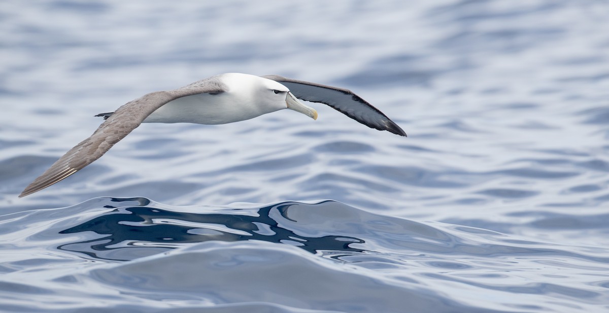 White-capped Albatross - ML84101571