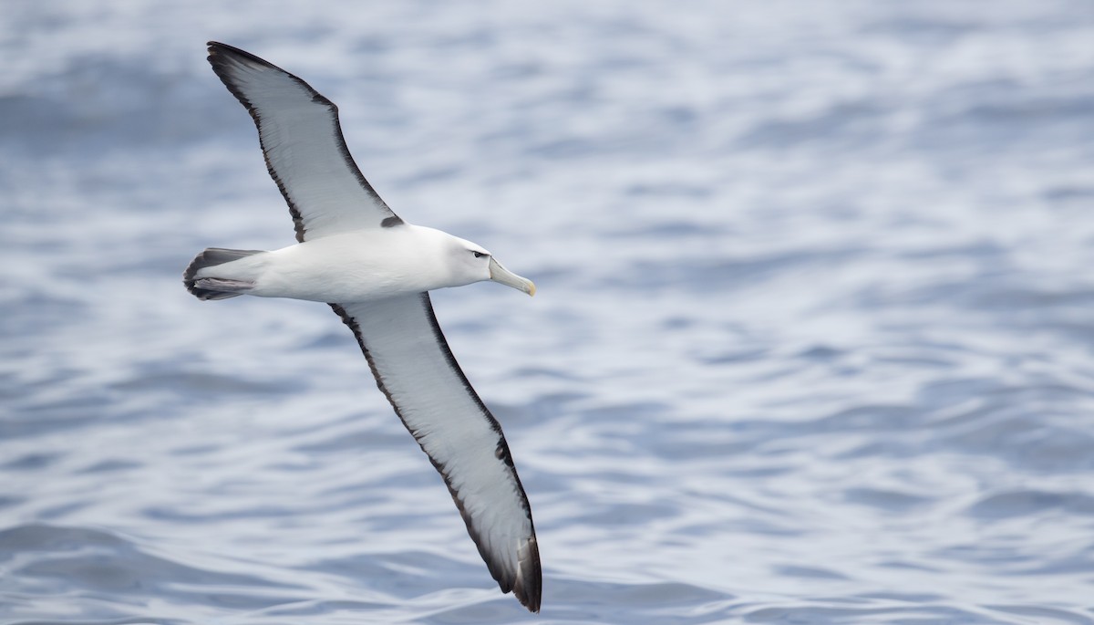White-capped Albatross - ML84101591