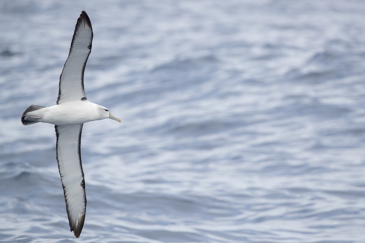 White-capped Albatross - Ian Davies