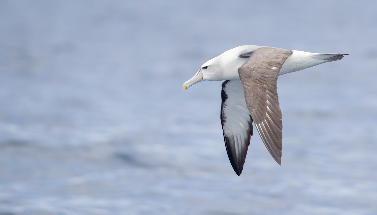 White-capped Albatross - ML84101621