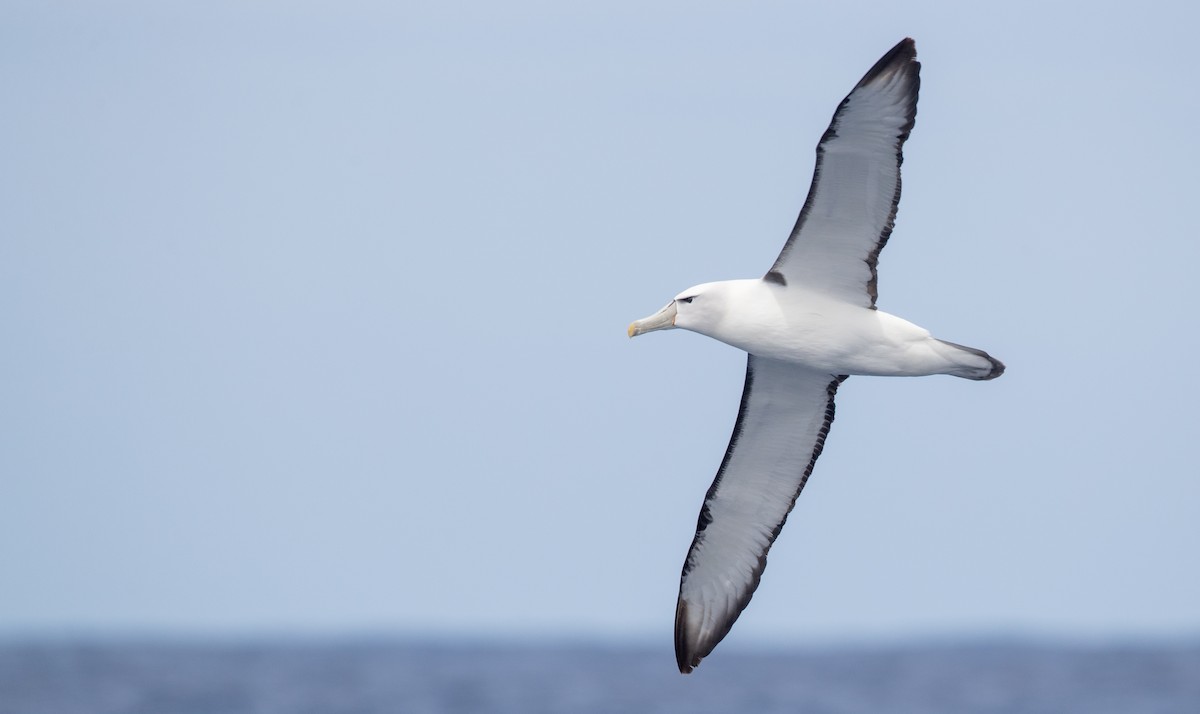 White-capped Albatross - ML84101631