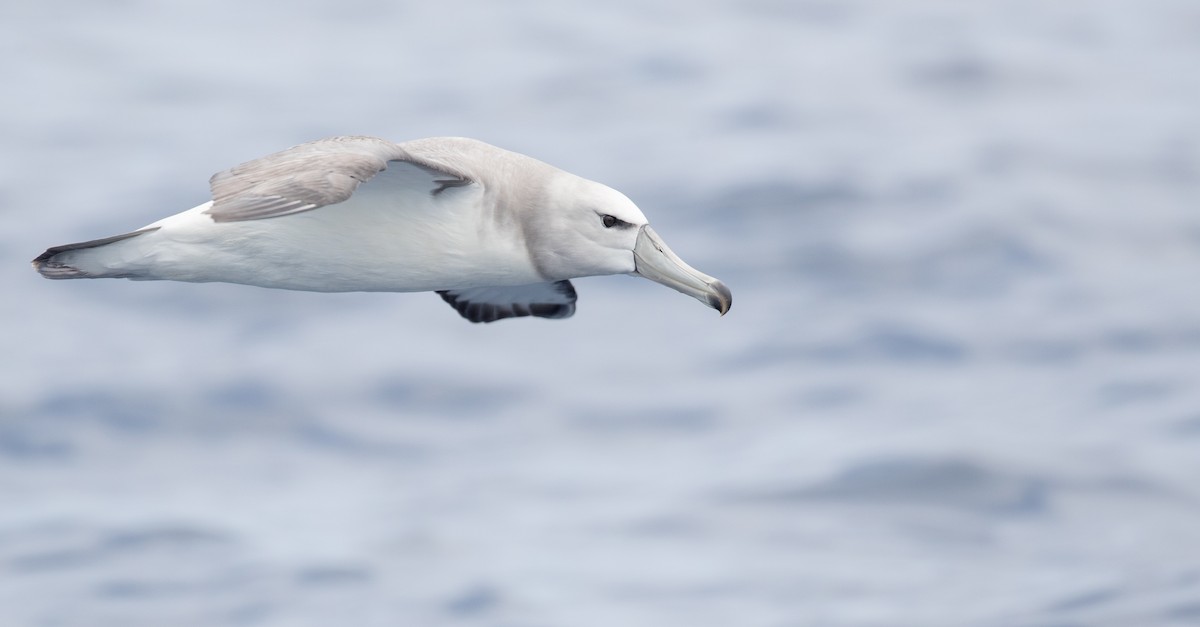 White-capped Albatross - ML84102161