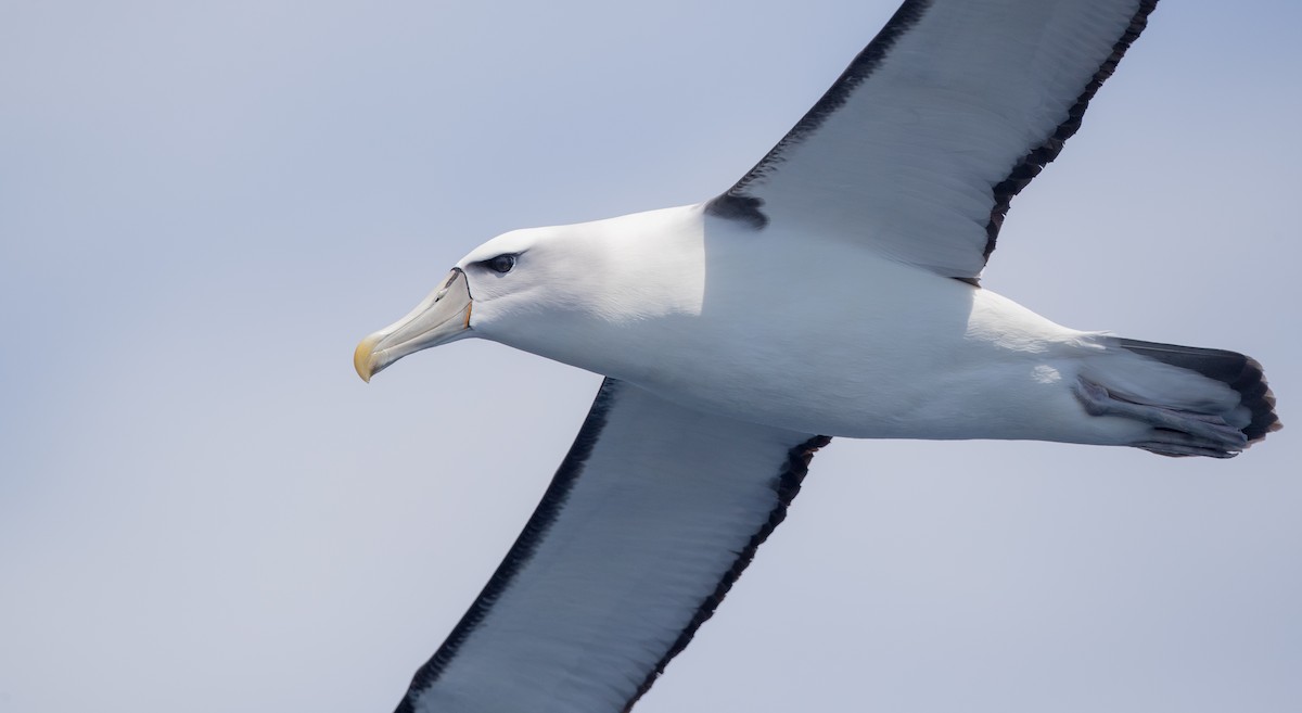 White-capped Albatross - ML84103641