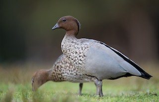 Maned Duck, ML84104261