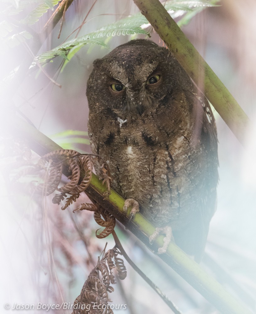 Madagascar Scops-Owl (Rainforest) - Jason Boyce