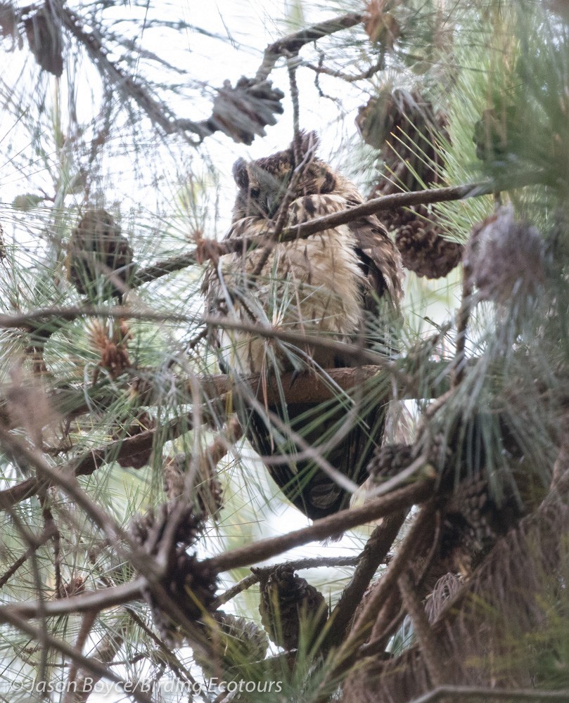 Madagascar Owl - ML84105431