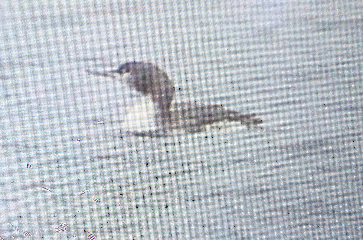 Red-throated Loon - ML84105441