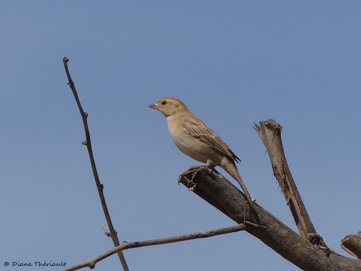 Sudan Golden Sparrow - ML84106661