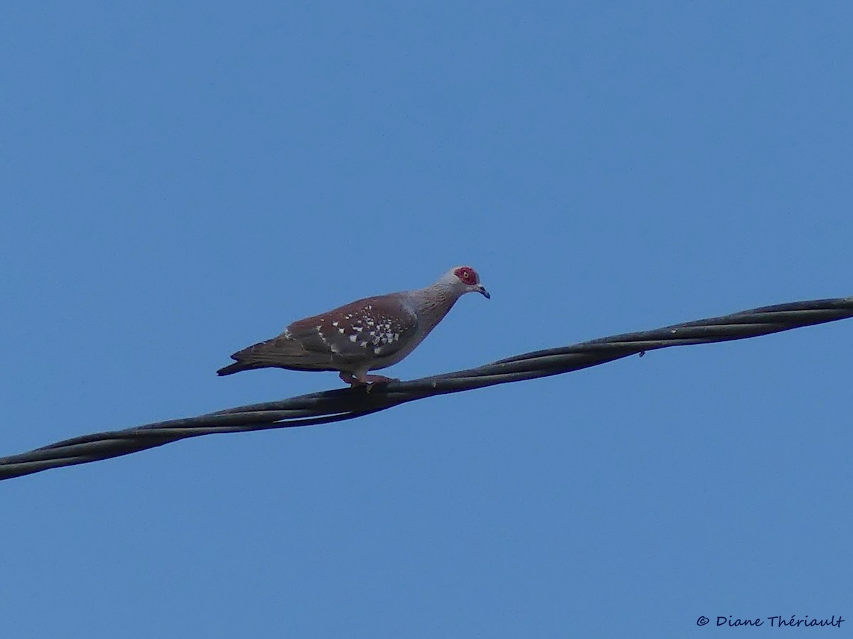 Speckled Pigeon - ML84106711