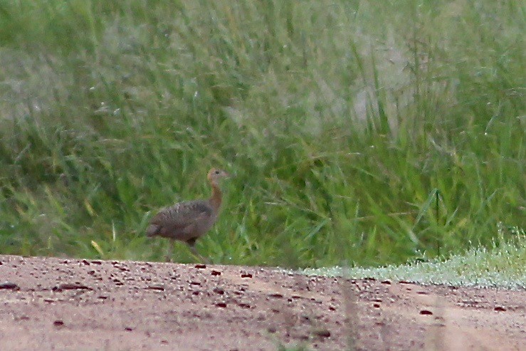Red-winged Tinamou - ML84108091